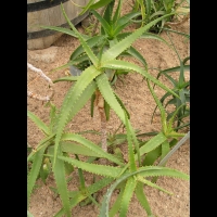 Aloe Camperi (f. Undulata) (fam Asphodelacees) (Afrique tropicale) (01)